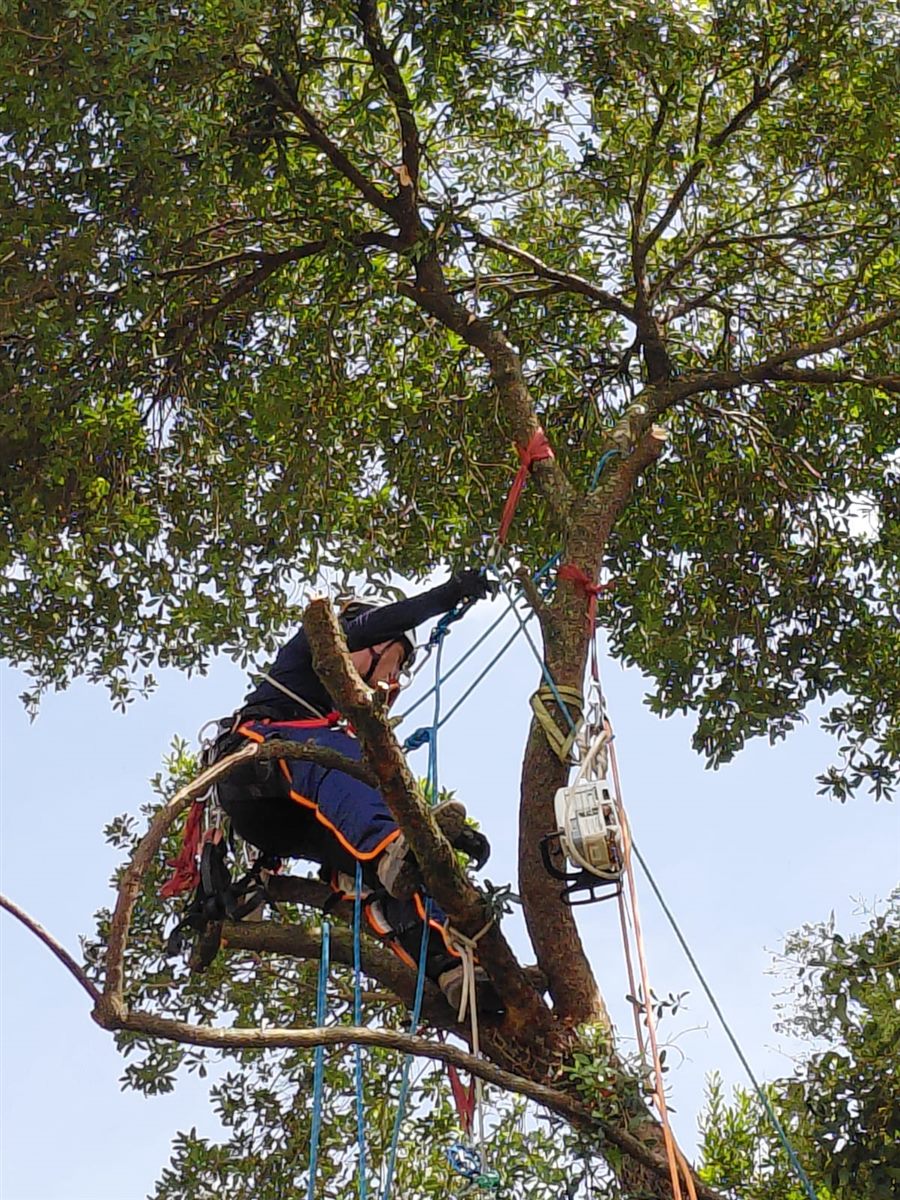 Arborista ancorado no tronco com cordas e roldana