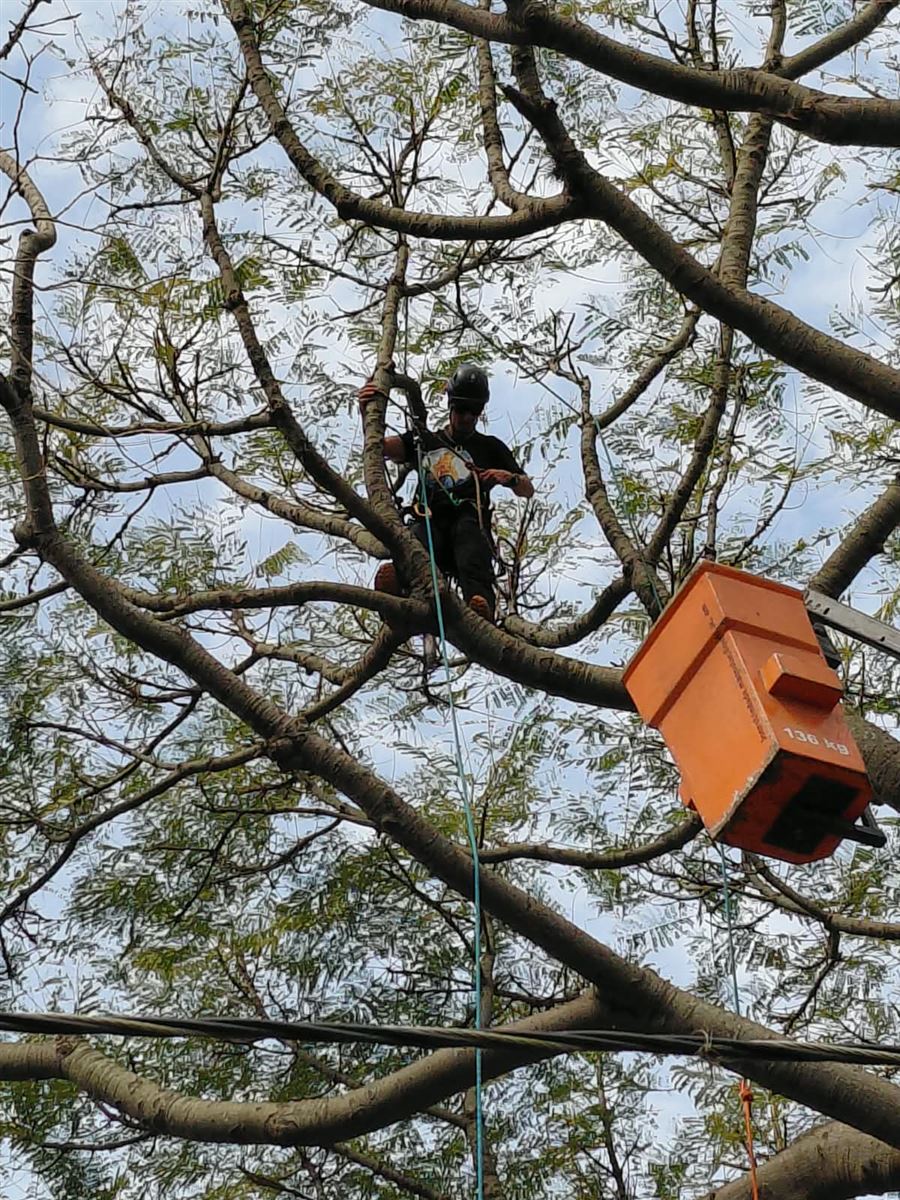Arborista na copa ao lado do cesto aéreo