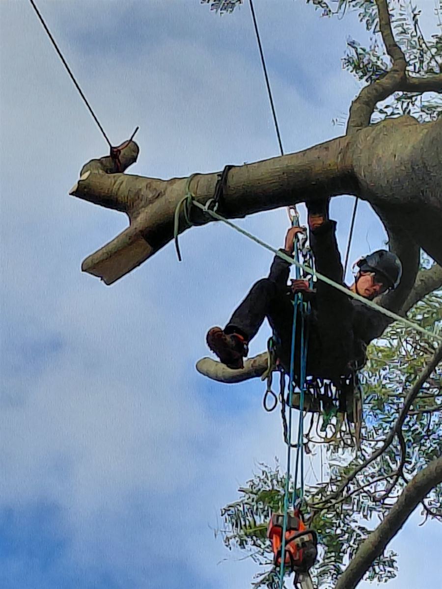 Arborista suspenso por cordas junto ao galho cortado