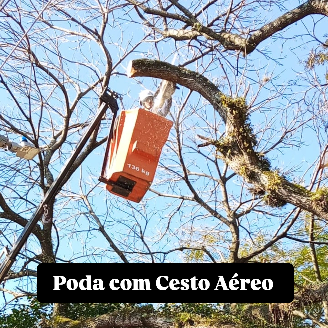 Poda técnica em área urbana – Porto Alegre-RS