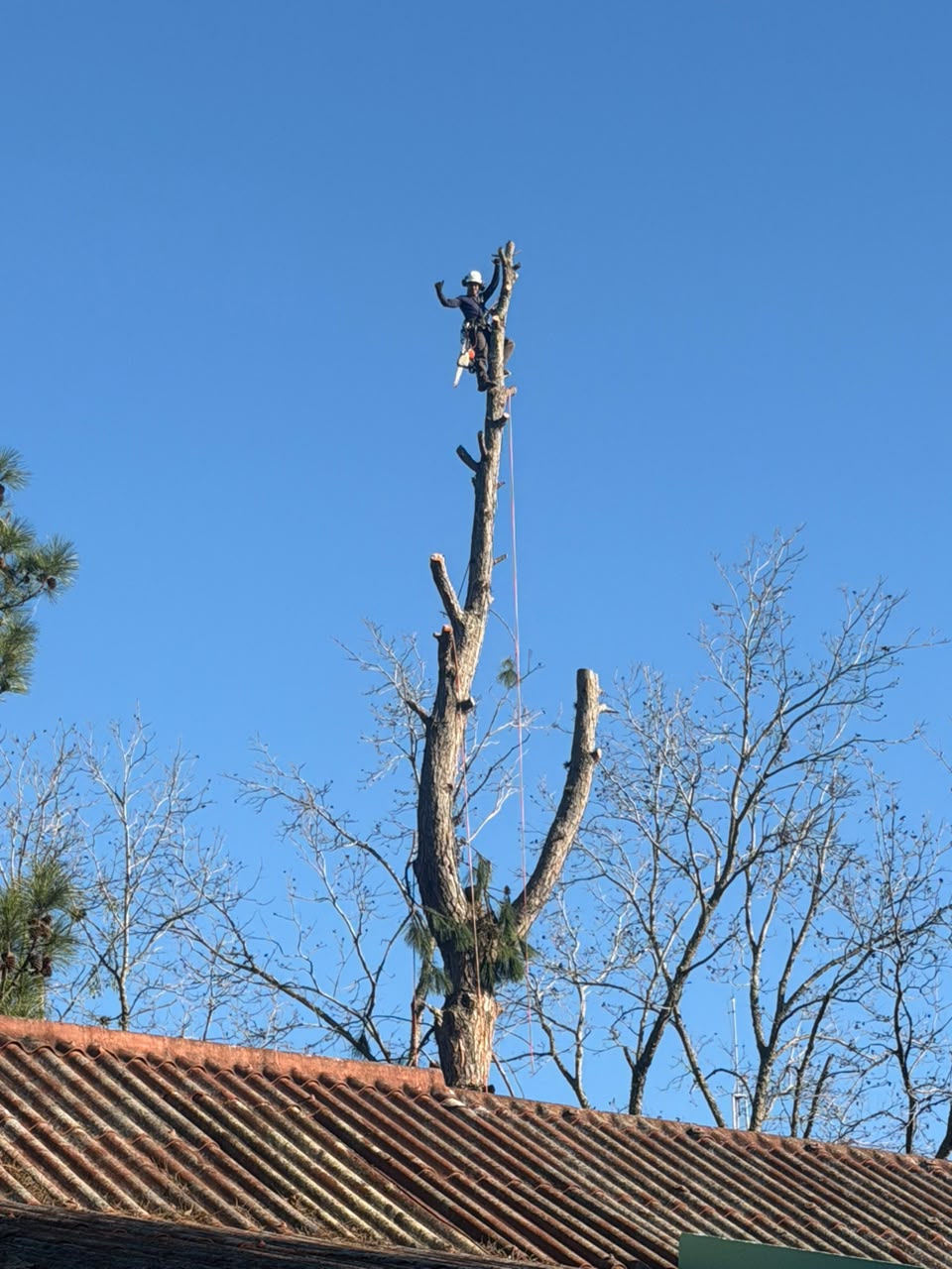 Poda em altura – Sede Campestre GM (Gravataí-RS)